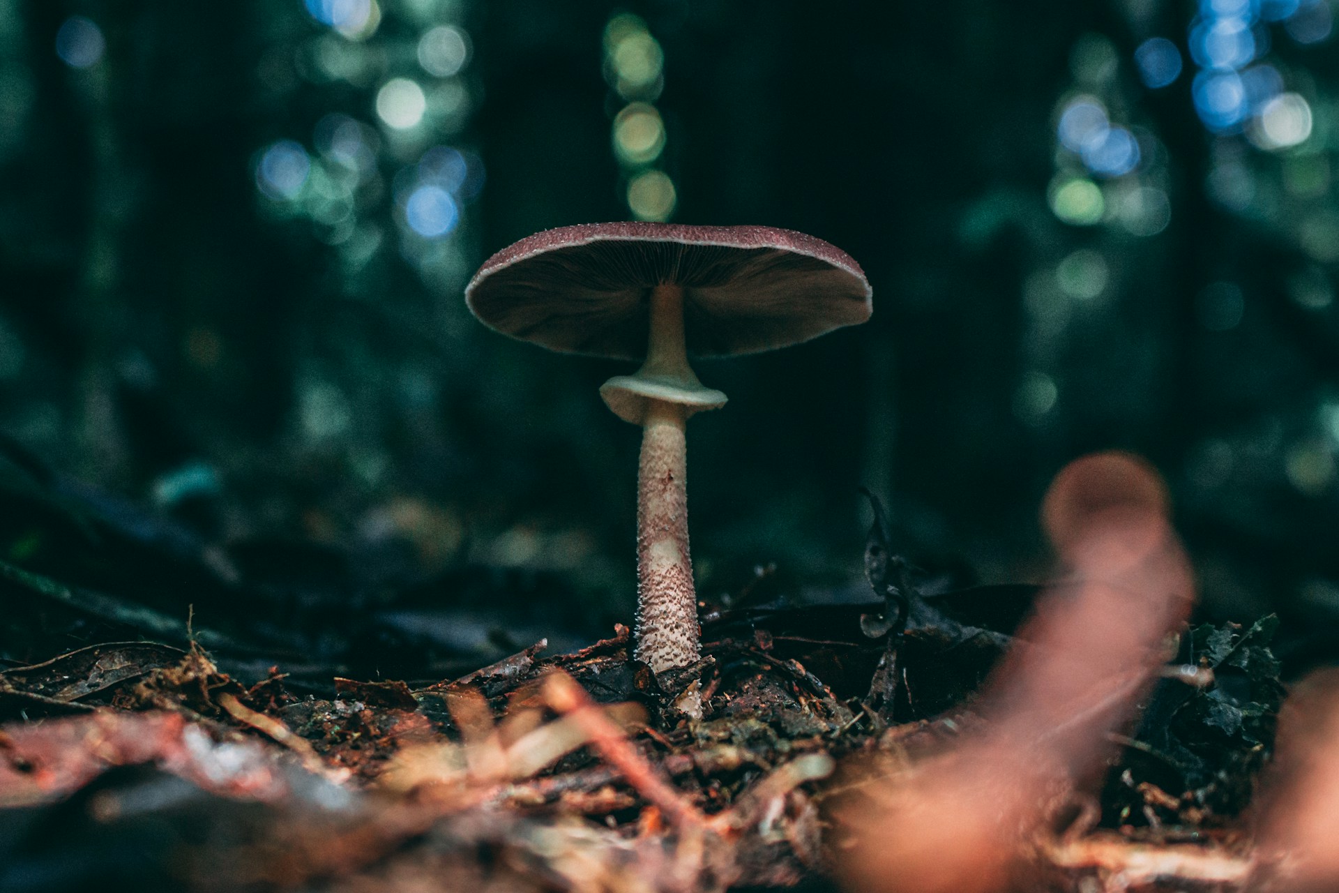 brown mushroom