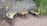 A set of rustic wooden furniture, including two benches and a table, crafted from natural driftwood. The furniture is placed on a gravel-covered ground against a textured brick wall with some ivy growing over it. Nearby, a tall green plant adds a touch of nature.