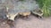 A set of rustic wooden furniture, including two benches and a table, crafted from natural driftwood. The furniture is placed on a gravel-covered ground against a textured brick wall with some ivy growing over it. Nearby, a tall green plant adds a touch of nature.