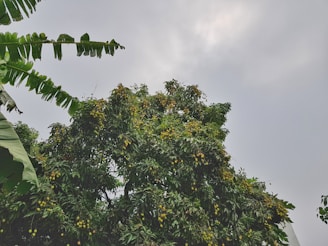 Bright yellow mango trees laden with ripe mangoes ready for harvest.