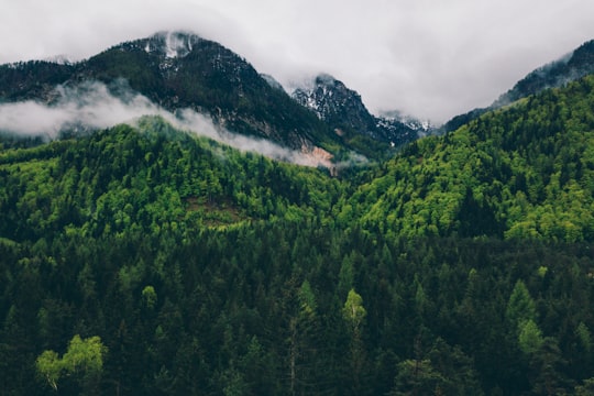 aerial view of trees and mountain in Belca Slovenia