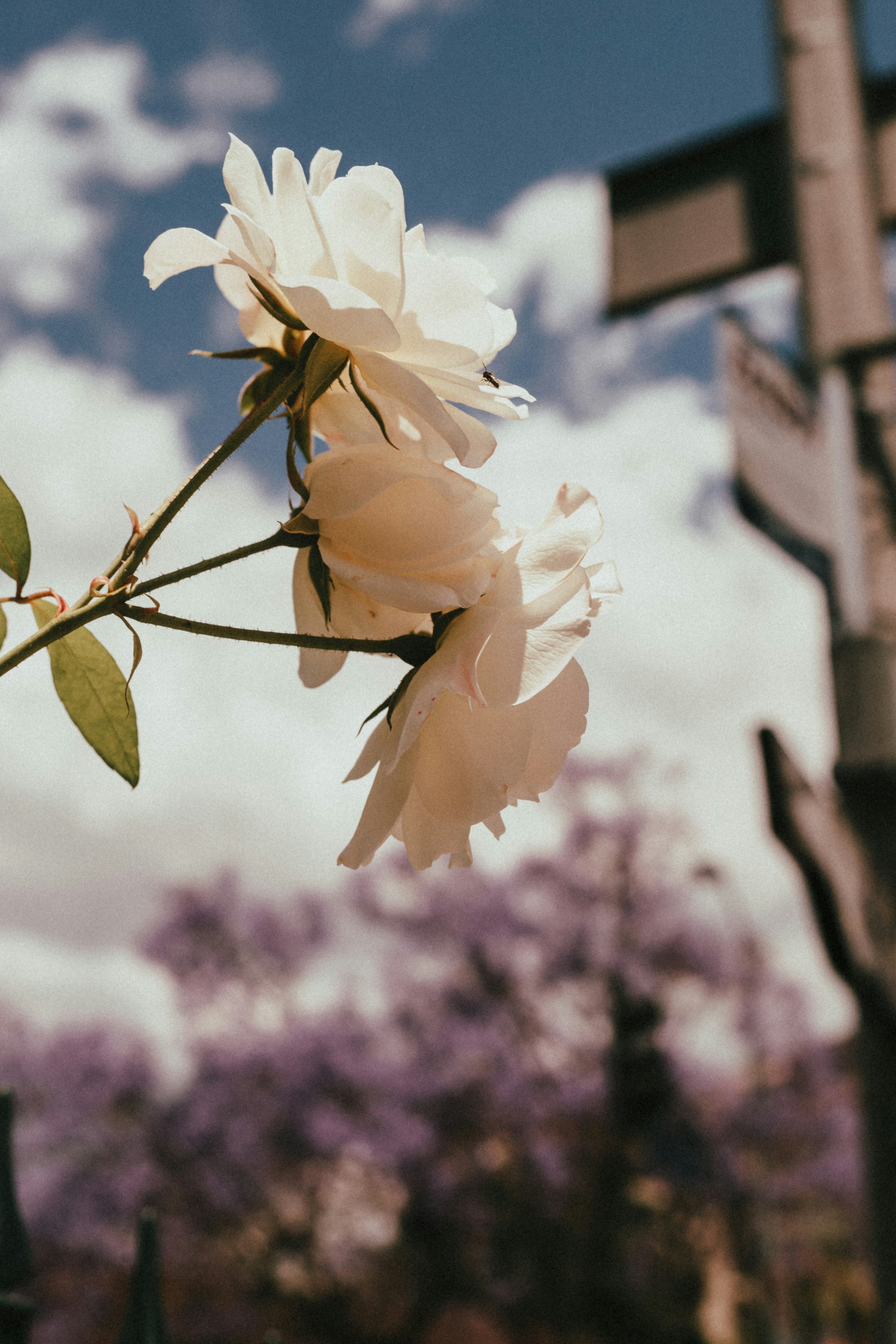 Photo by devintavery