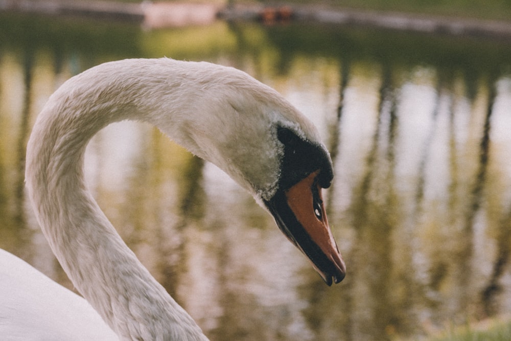 Cisne blanco cerca del cuerpo de agua