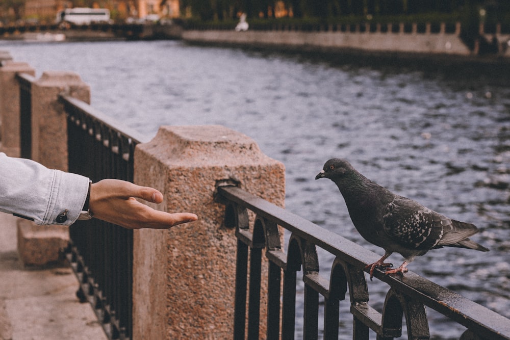 person reaching black pigeon near body of water