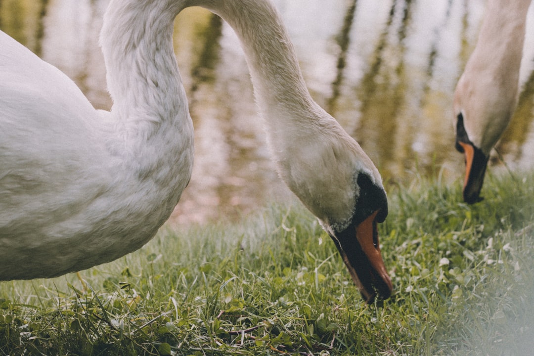 selective focus photography of two white swans