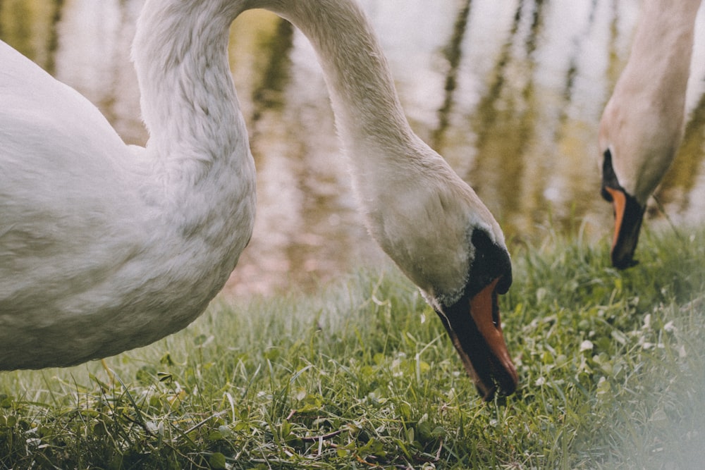 selective focus photography of two white swans