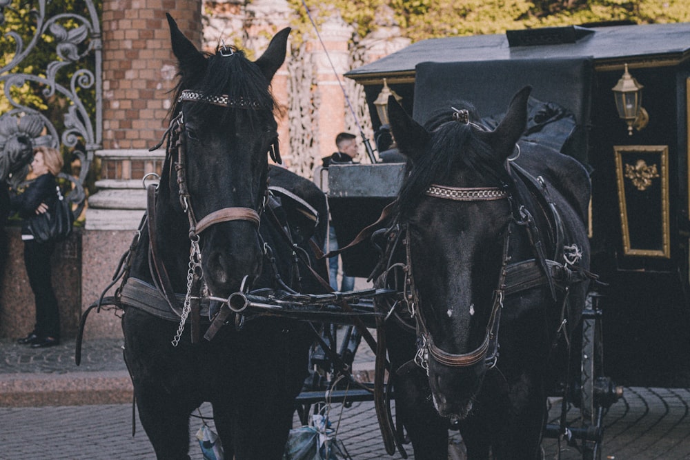 two black stallion horses on concrete pavement