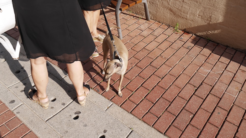 dog with black leash on brown tiled floor