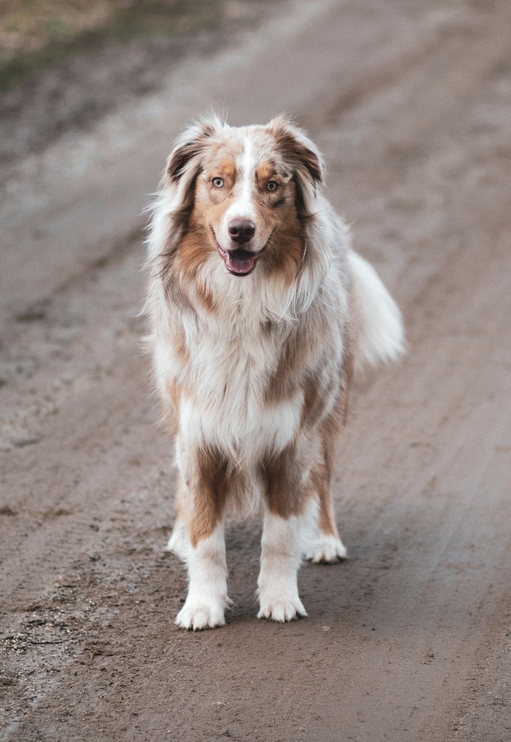 white and brown dog standing on road