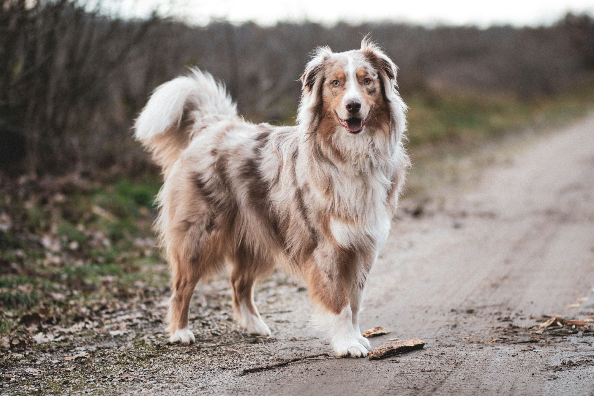 Short Haired Australian Shepherd