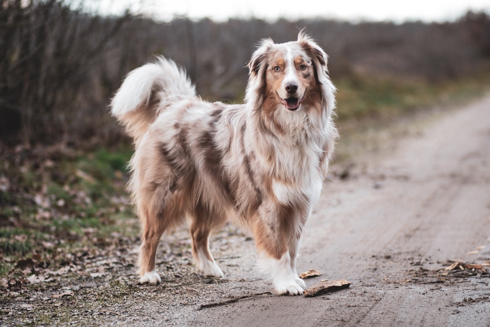 white and brown dog on road