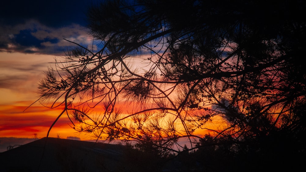 silhouette of tree during golden hour