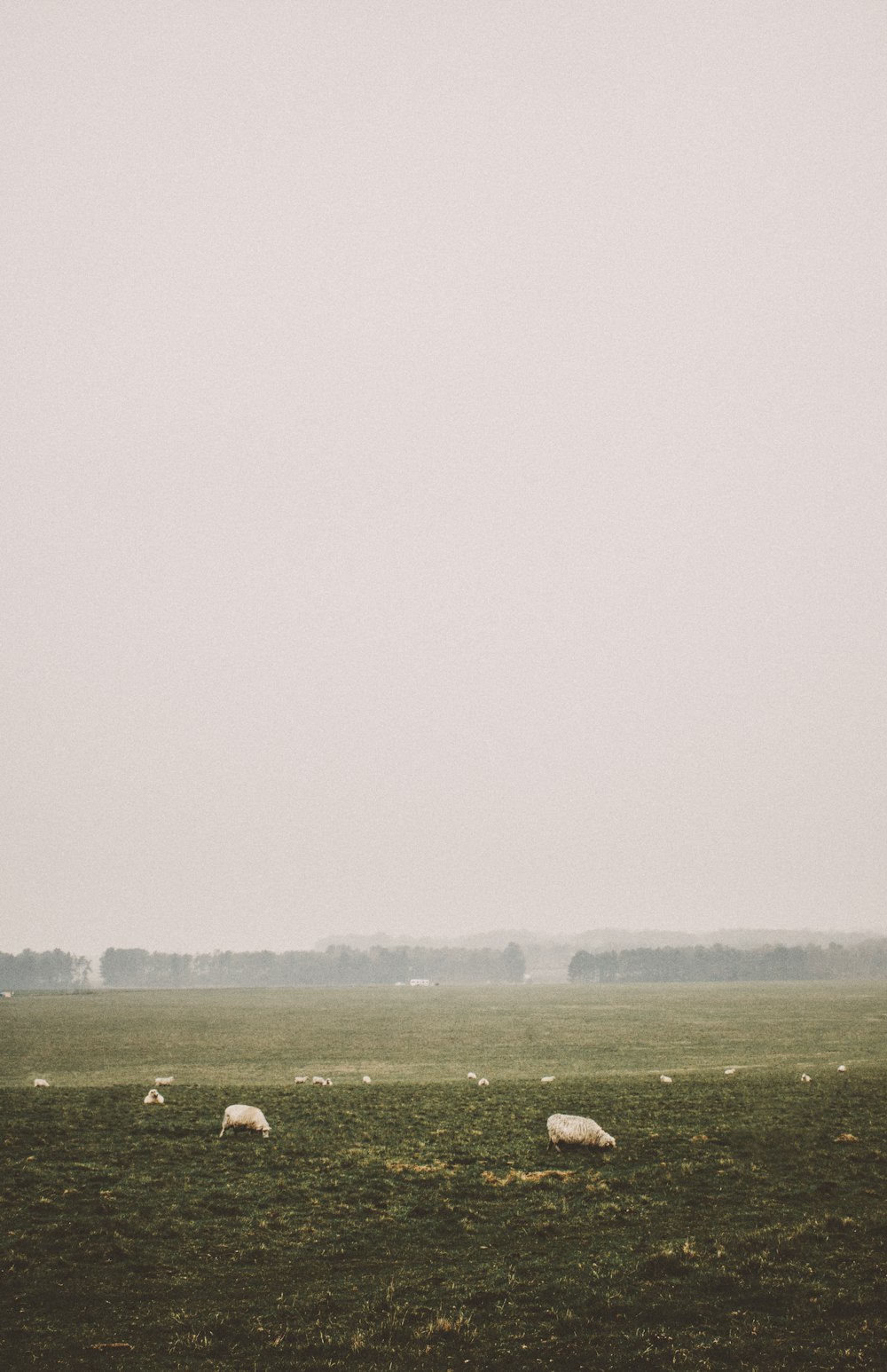 green open field on foggy season