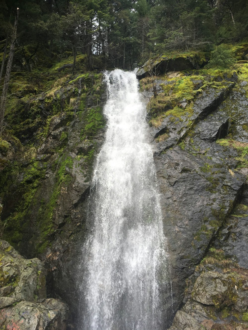 trees over waterfall