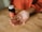 A hand is extended over a wooden surface, holding a single capsule. To the left, there's a dark bottle with a red label, which appears to be a supplement or vitamin container.