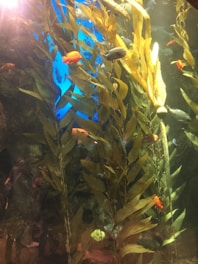 A vibrant underwater scene featuring various species of fish swimming among tall strands of kelp. The water is illuminated by natural light, highlighting the shades of green and blue in the seaweed. Bright orange and silver fish are scattered throughout, creating a lively and dynamic composition.