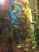 A vibrant underwater scene featuring various species of fish swimming among tall strands of kelp. The water is illuminated by natural light, highlighting the shades of green and blue in the seaweed. Bright orange and silver fish are scattered throughout, creating a lively and dynamic composition.