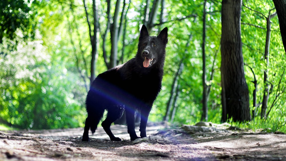 black dog standing near trees during daytime