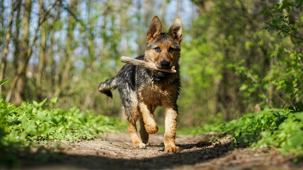 adult brown and black German shepherd running near trees