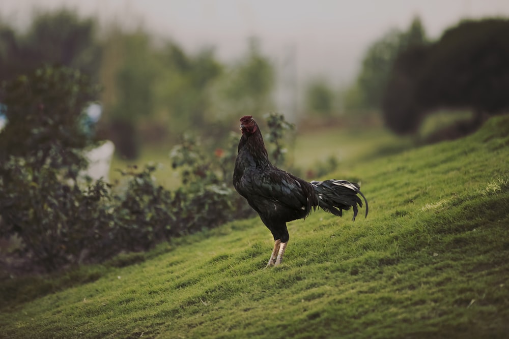 black rooster on ground