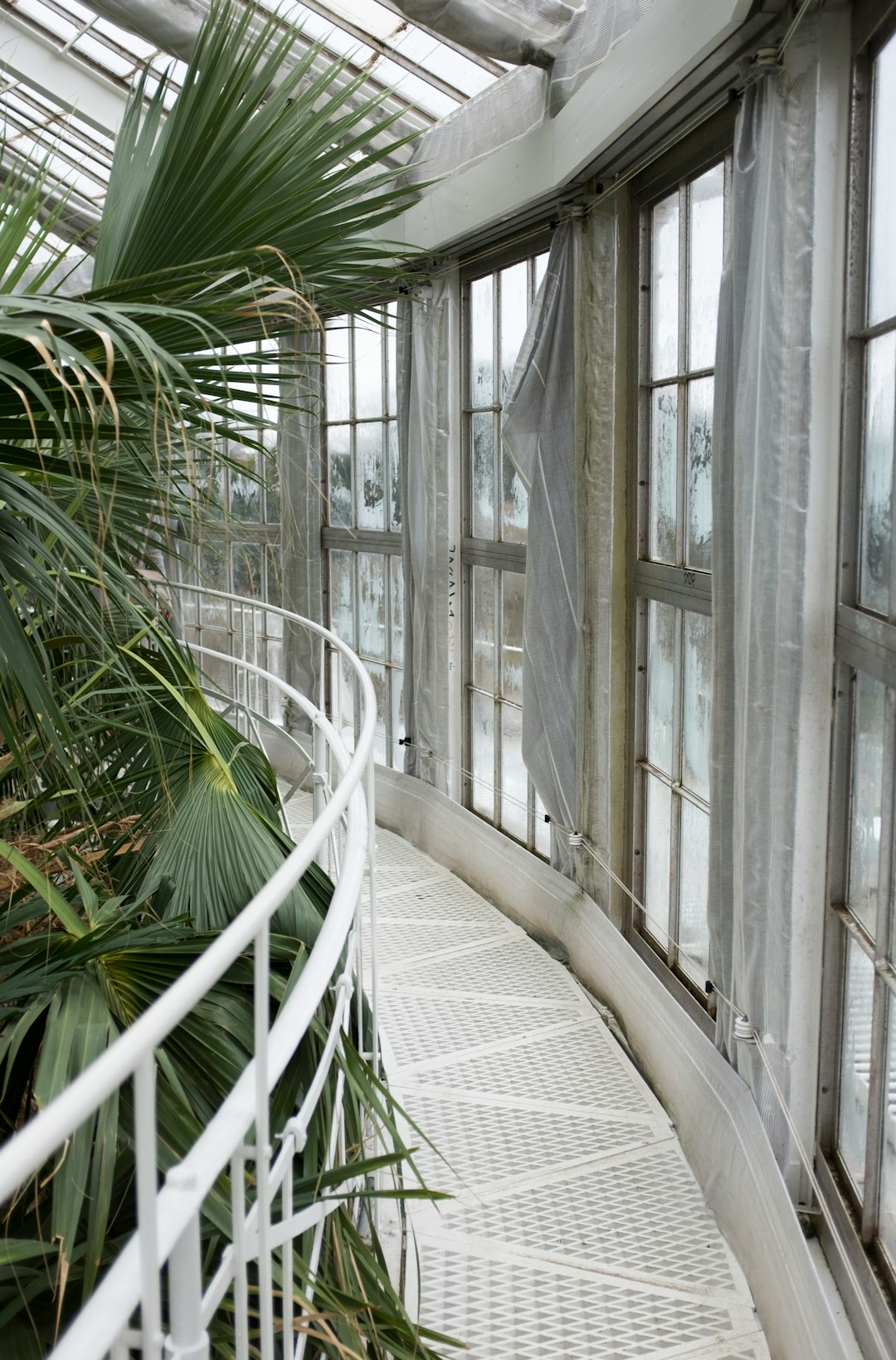 fan palm plant near pathway