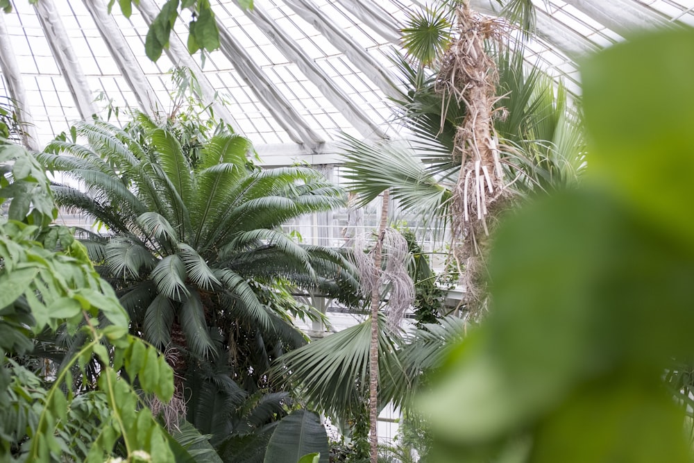 Plantas verdes en la fotografía de enfoque