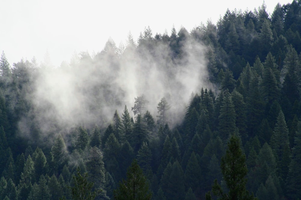 a group of trees that are next to a hill