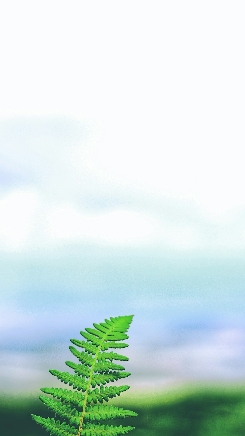 green fern plant under white skies