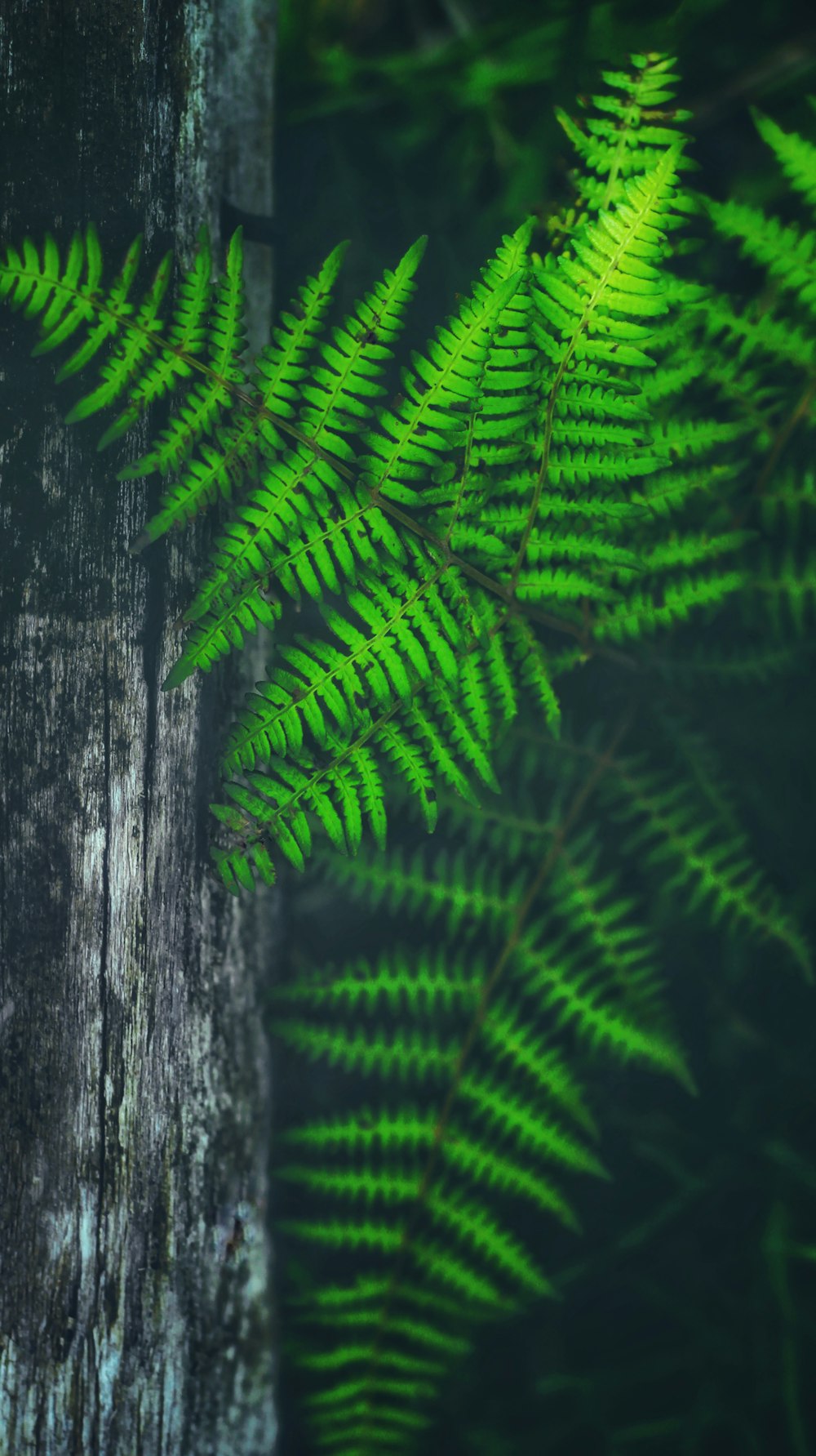 Fotografía de enfoque selectivo de una planta de helecho