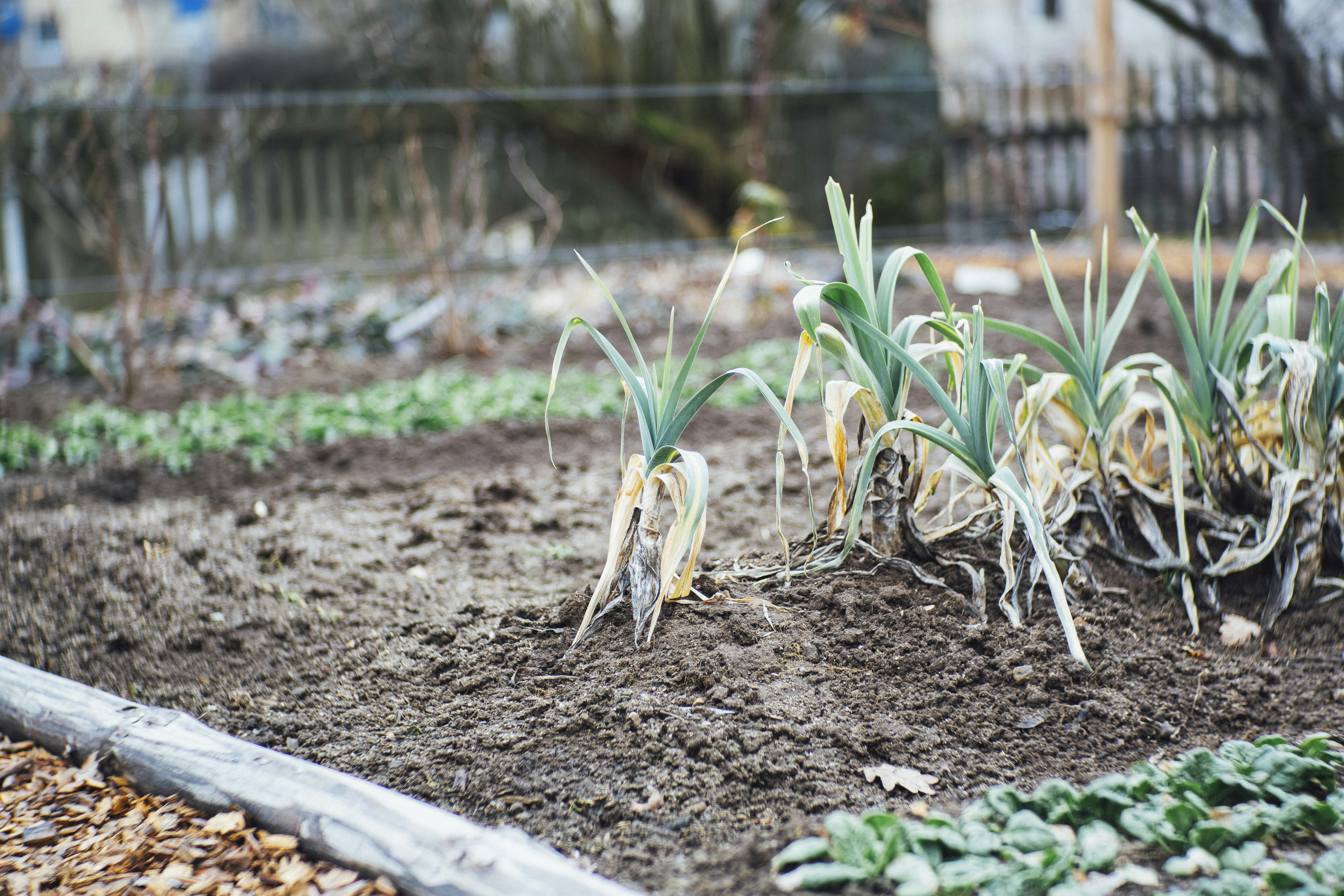 How To Grow Cucumber