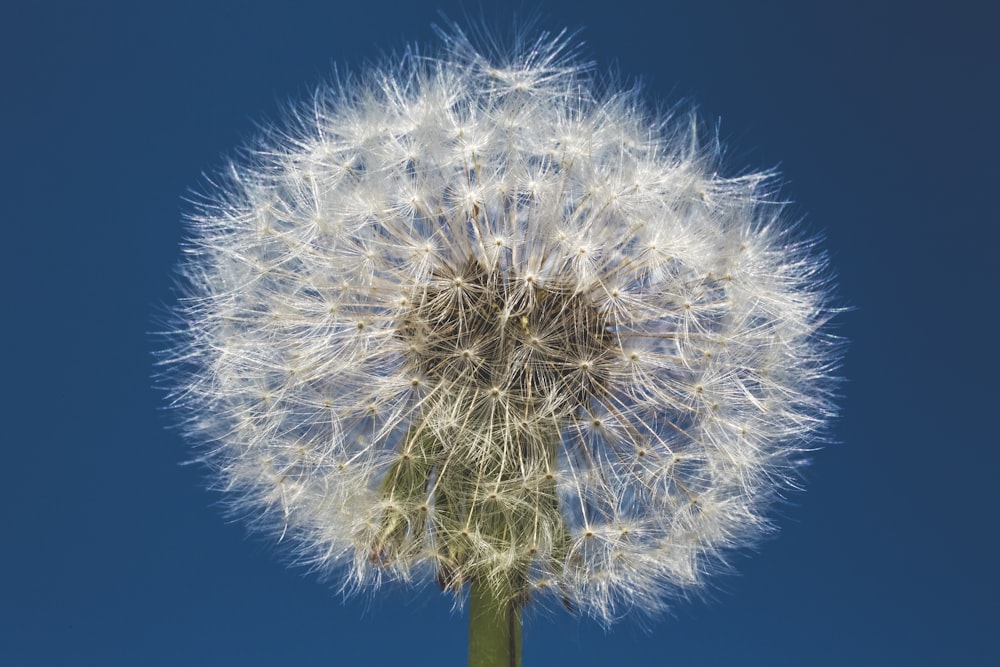 Weiße Löwenzahnblüte tagsüber