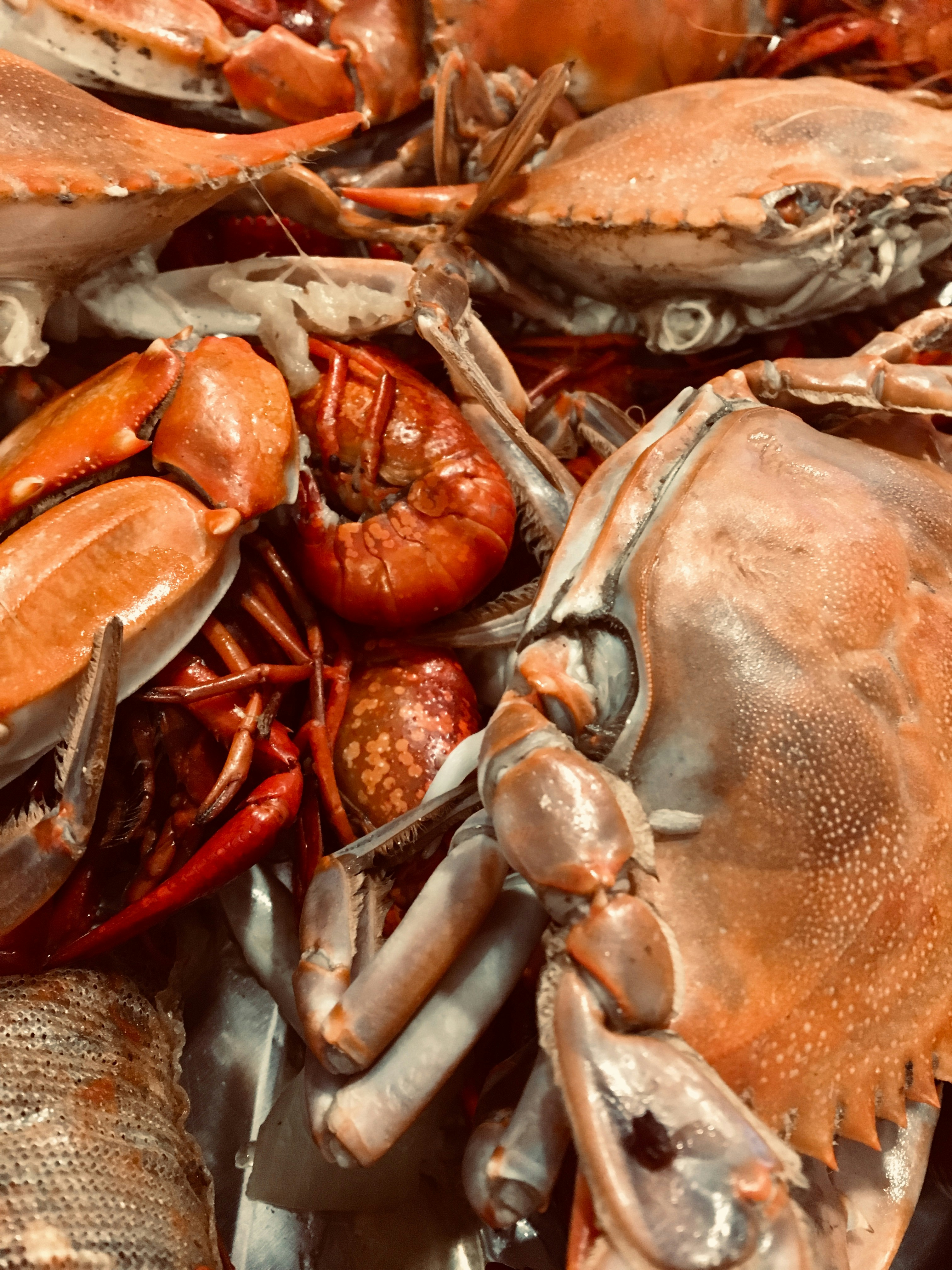 Fresh whole crab with orange-red shell and large claws on a dark background