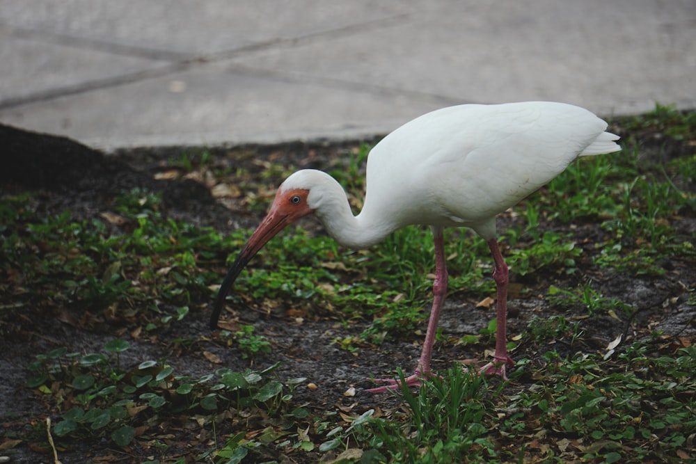 bird standing on grass