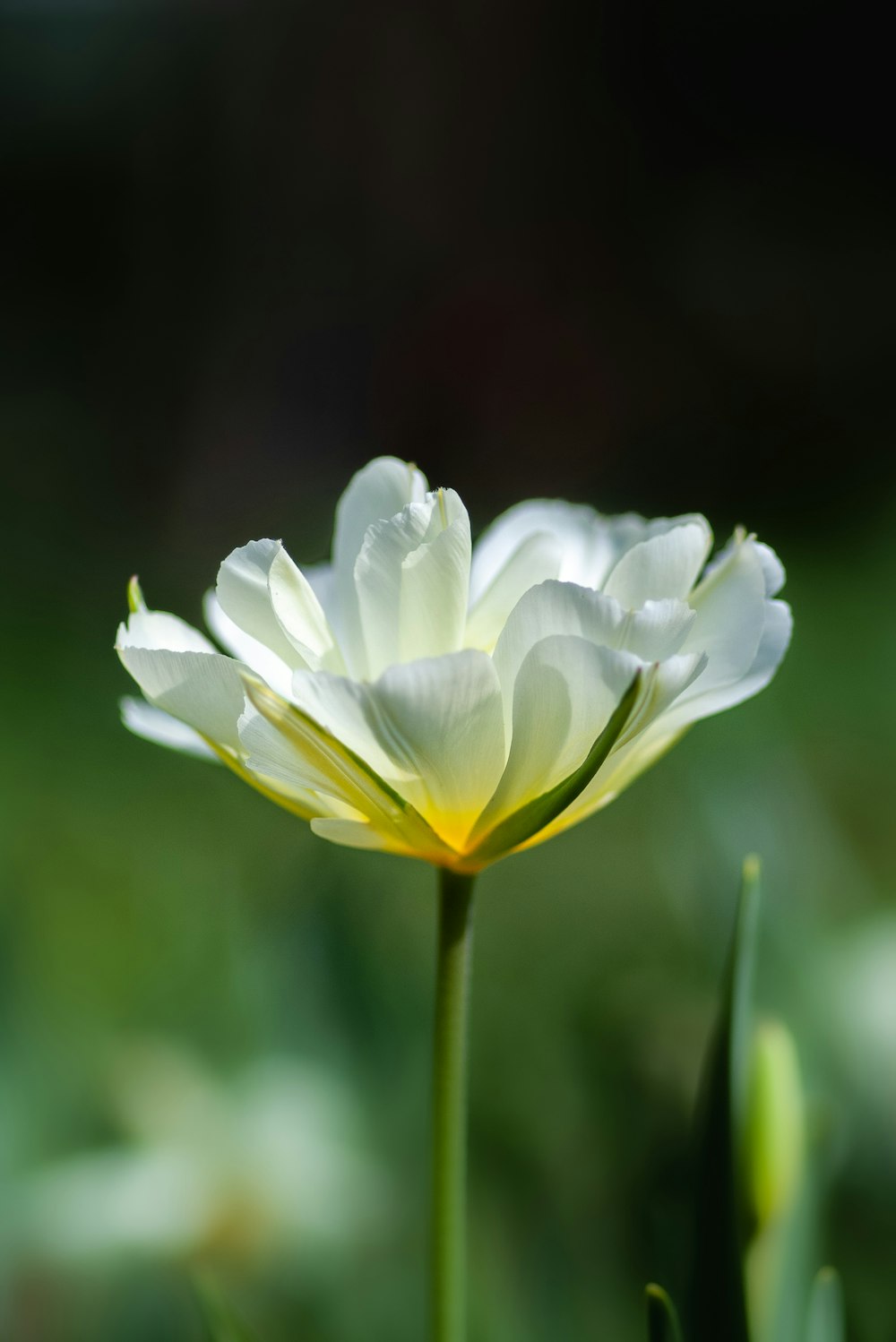 selective focus photography of white petaled flower