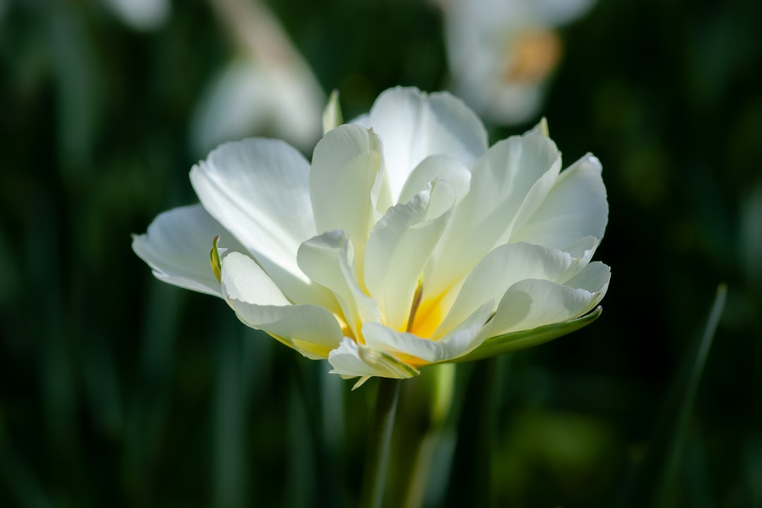 white-petaled flower