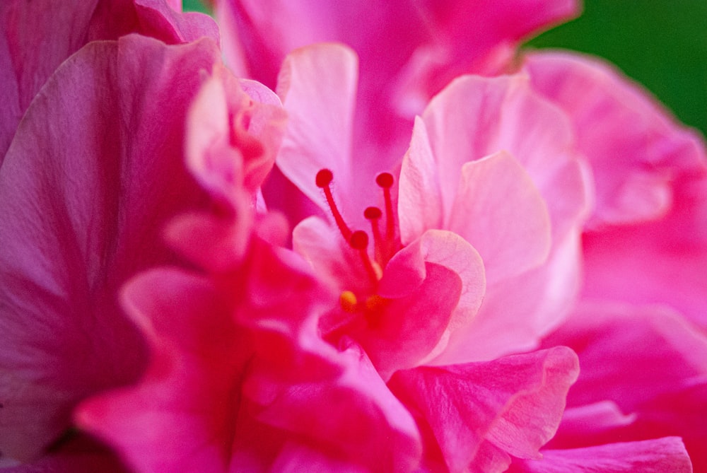 pink-petaled flower on focus photography