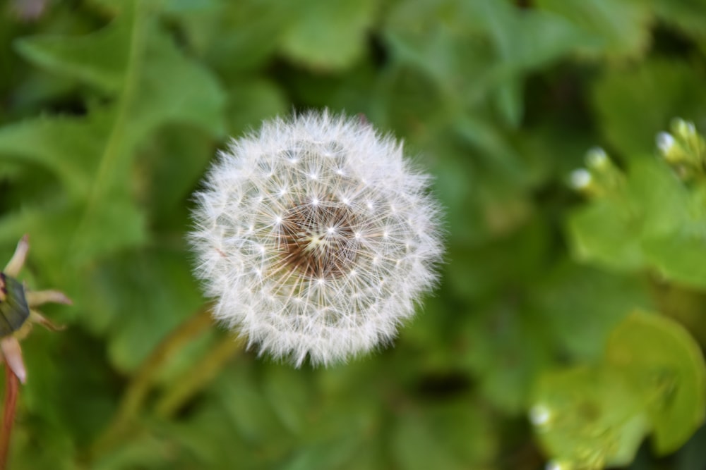 white dandelion flower