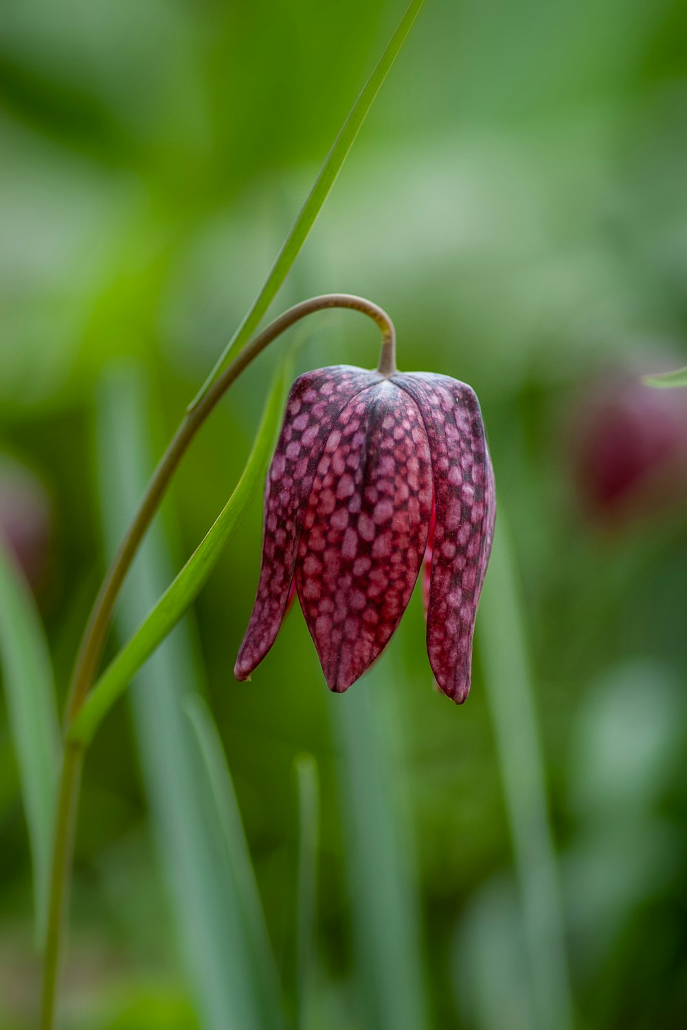 purple flower in bloom