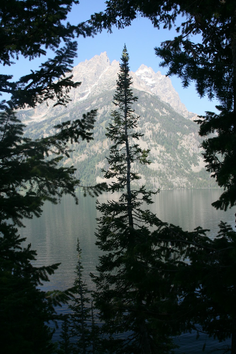 green trees near body of water and mountain