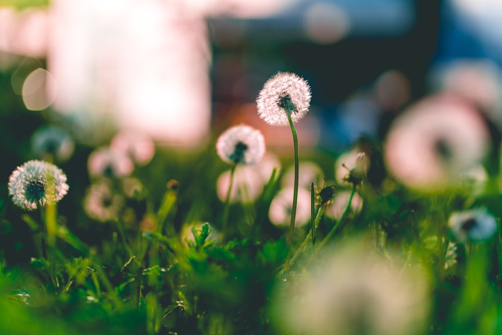 white grass flowers blooming