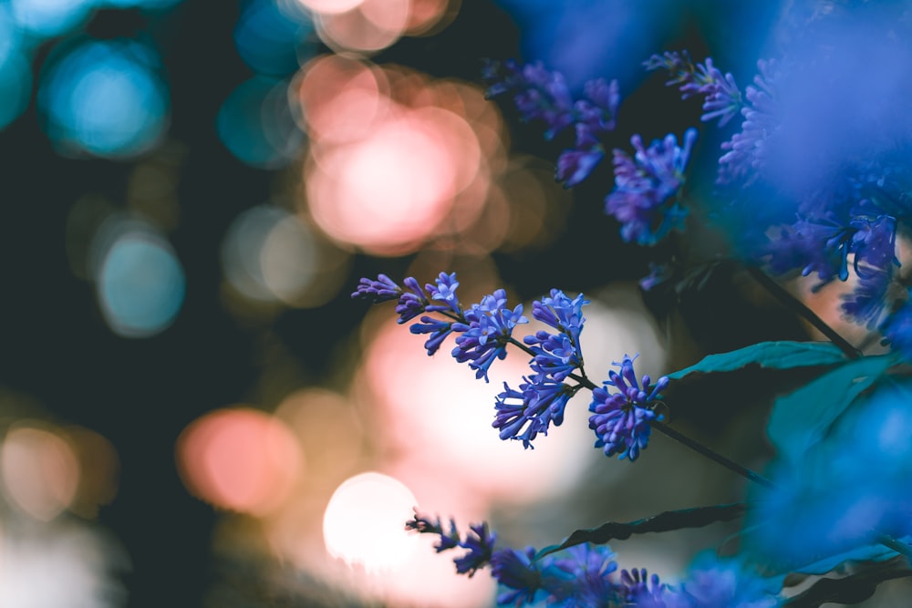 Photographie sélective de fleurs aux pétales bleus