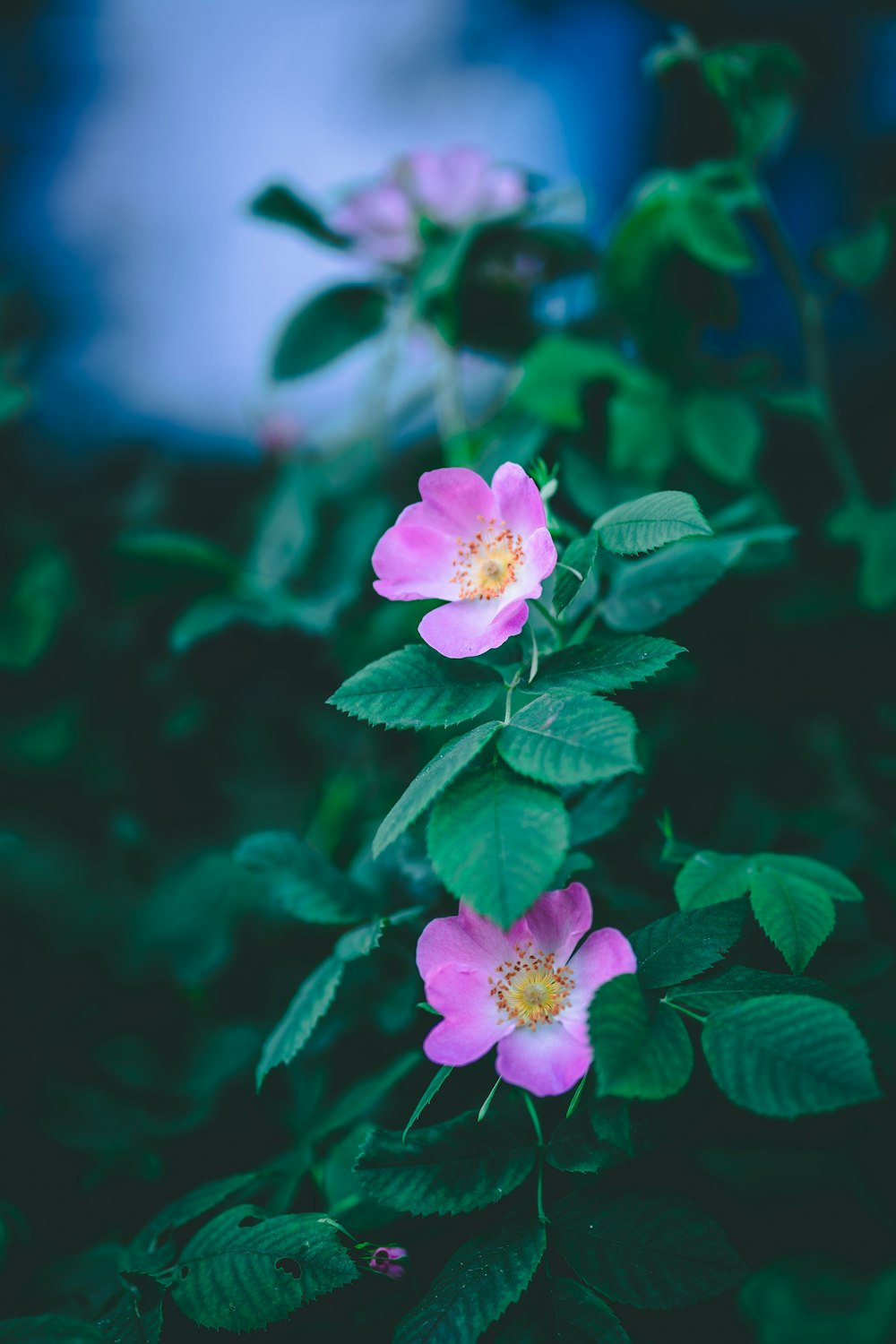 pink-petaled flowers