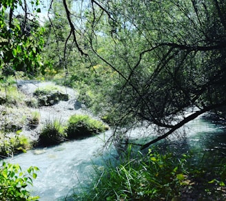 A serene creek flowing gently through a lush green forest symbolizing hope and growth.