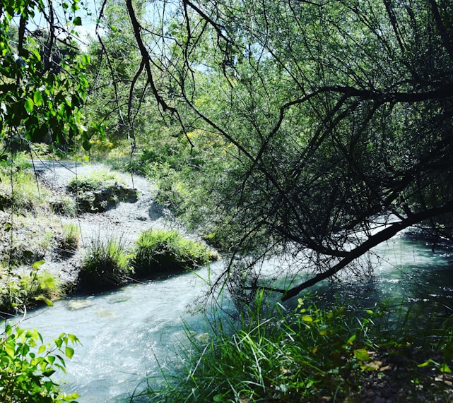 A serene creek flowing gently through a lush green forest symbolizing hope and growth.