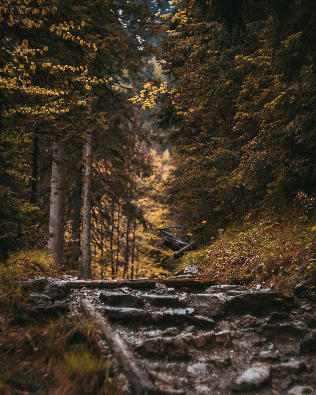 rocky upward trail lined with trees