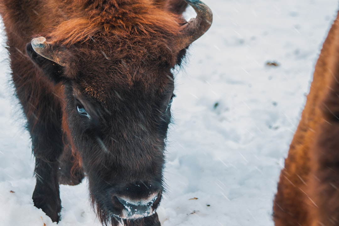 brown and black cow