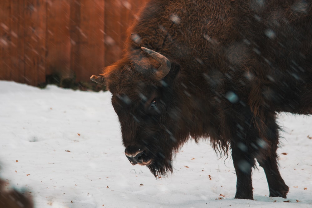 buffalo standing during winter season