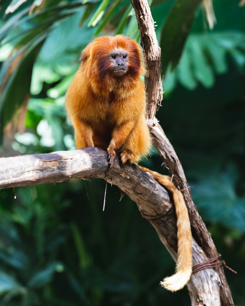 brown furry monkey on branch