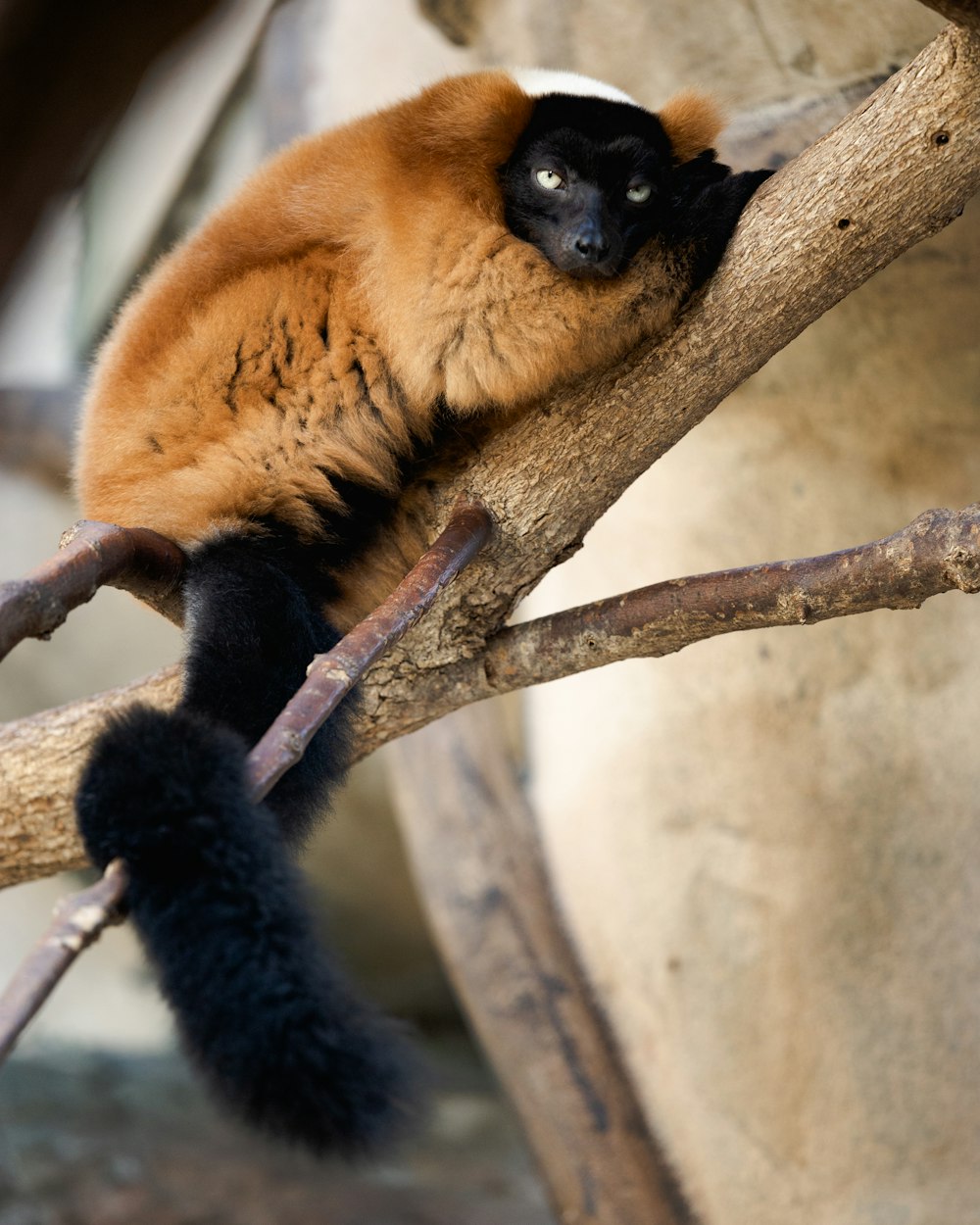 brown monkey on branch