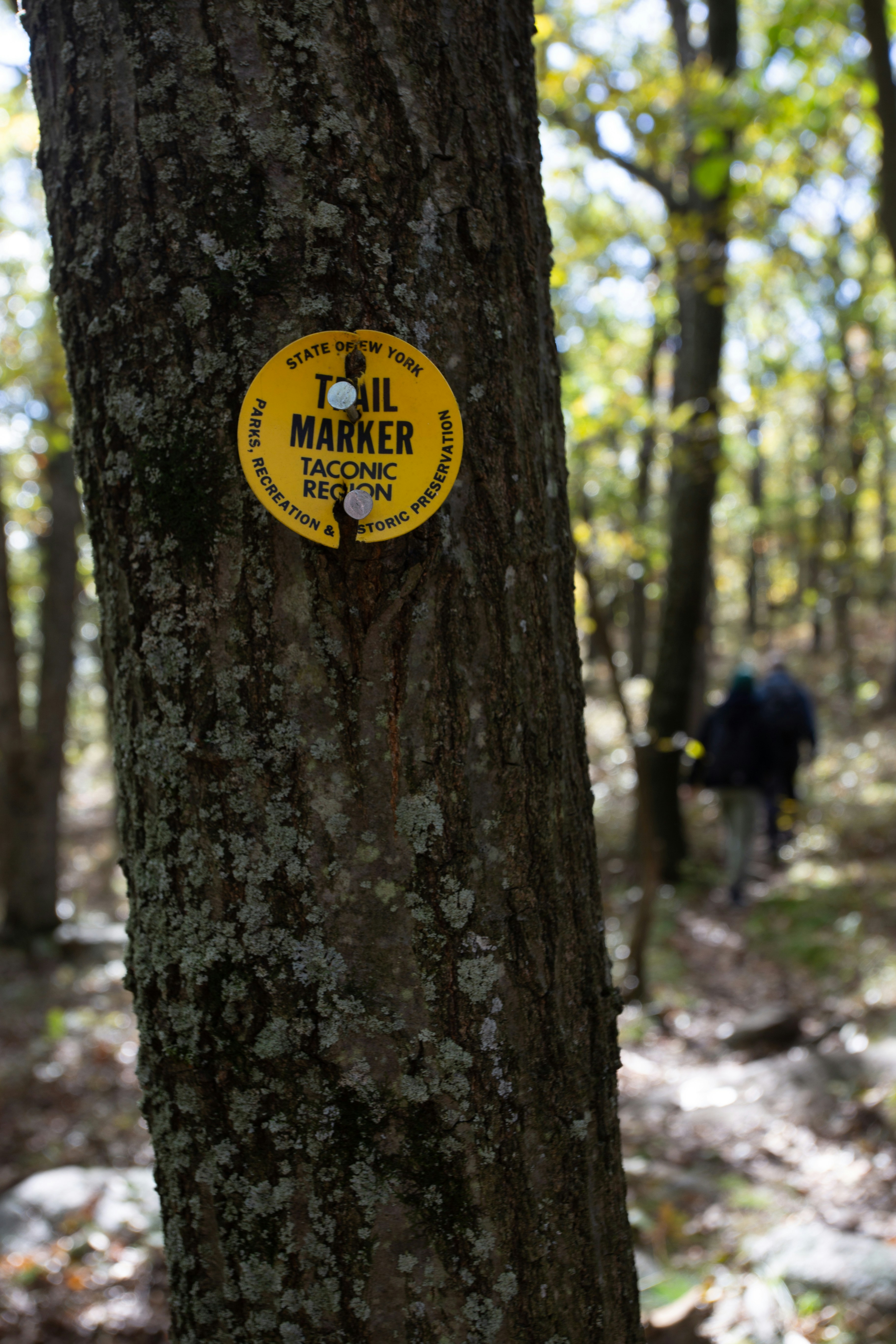 A trail marker fixed to a tree, symbolizing clear phases, boundaries, and progress you can track